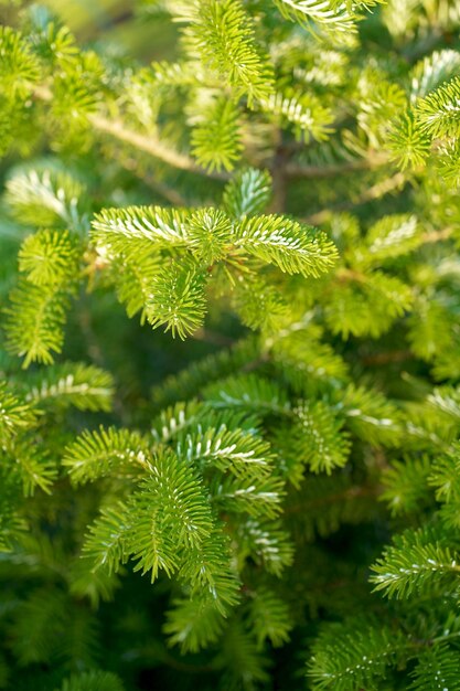 Abeto norueguês Picea abies ou abeto europeu novas agulhas Textura de fundo conífera natural Desfoque de foco seletivo