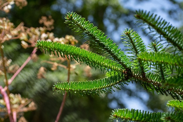 Abeto de Numidia Abies numidica hojas