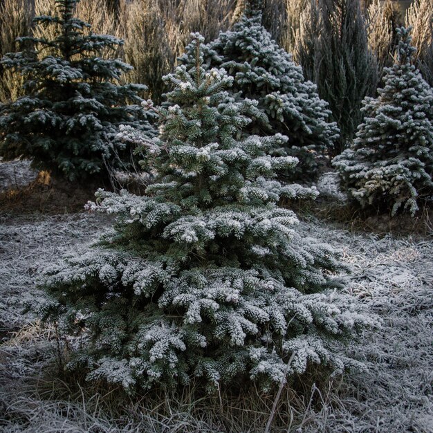 Abeto perene coberto de neve no inverno