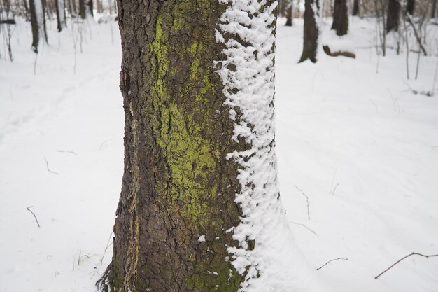 El abeto Picea es un árbol de coníferas de hoja perenne de la familia de los pináceos. Árboles de hoja perene. Abeto común o abeto noruego. Abeto picea Nieve y musgo en el tronco. Consecuencias de una tormenta de nieve de invierno.