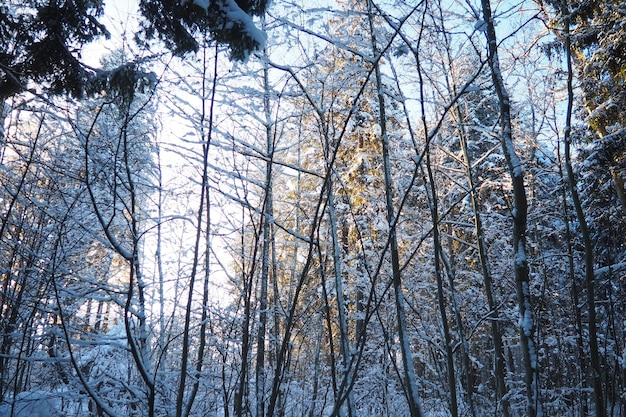 El abeto Picea es un árbol de coníferas de hoja perenne de la familia de los pináceos Árboles de hoja perenne El abeto común o el abeto de Noruega El abeto Picea abies está muy extendido en el norte de Europa Bosque de coníferas de invierno nevado