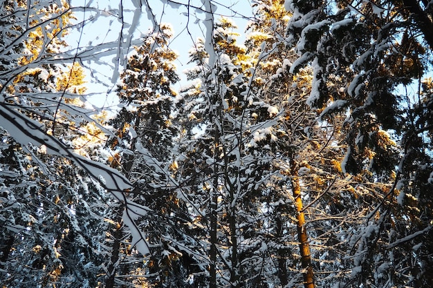 El abeto Picea es un árbol de coníferas de hoja perenne de la familia de los pináceos Árboles de hoja perenne El abeto común o el abeto de Noruega El abeto Picea abies está muy extendido en el norte de Europa Bosque de coníferas de invierno nevado