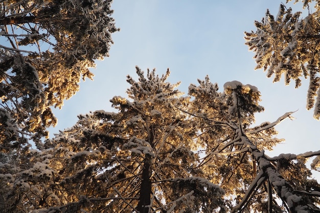 El abeto picea es un árbol de coníferas de hoja perenne de la familia de los pináceos.