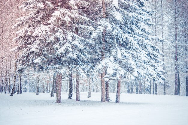Abeto de pino en día de invierno bosque mágico. Bosque nevado.
