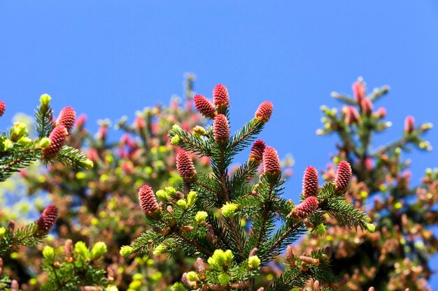 Abeto en primavera y conos florecientes rojos en ramas con agujas. Cielo azul en la superficie. Hermosa naturaleza