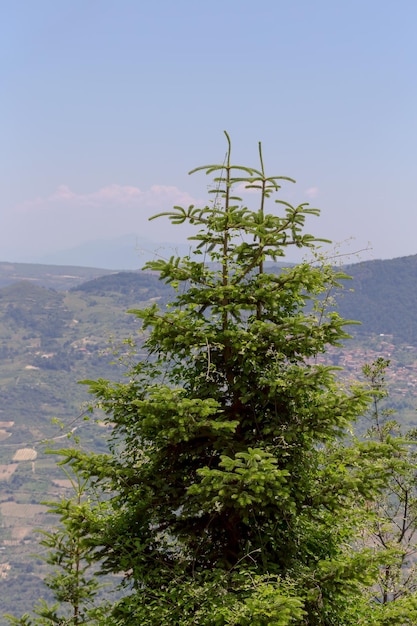 Abeto que cresce nas montanhas