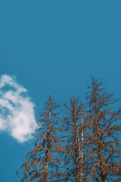 Abeto seco em um fundo de céu azul