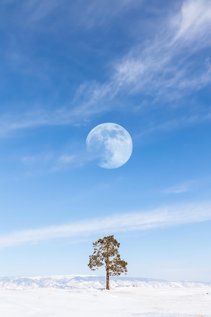 Abeto solitário contra o pano de fundo das montanhas Paisagem lunar minimalista de inverno