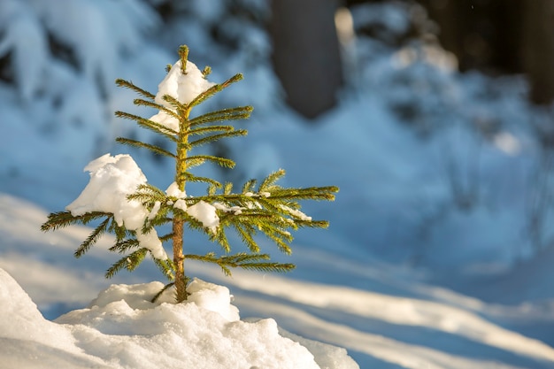 Abeto tierno joven con agujas verdes cubiertas de nieve profunda y escarcha sobre fondo de espacio de copia colorido brillante. Feliz navidad y próspero año nuevo.