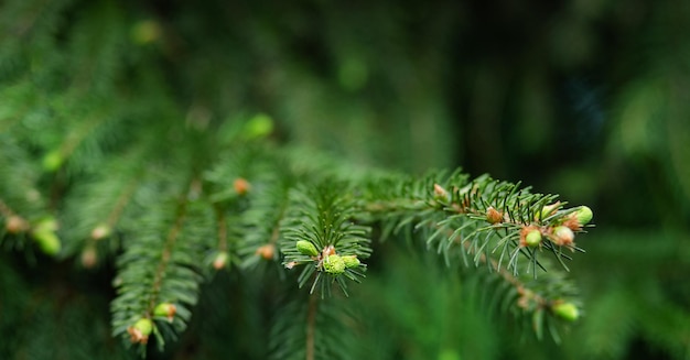 Abeto verde close-up emoldurando o espaço aberto da cópia com vegetação nova na primavera e pinhas