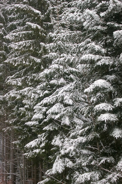 El abeto verde cubierto de nieve. Paisaje de invierno.