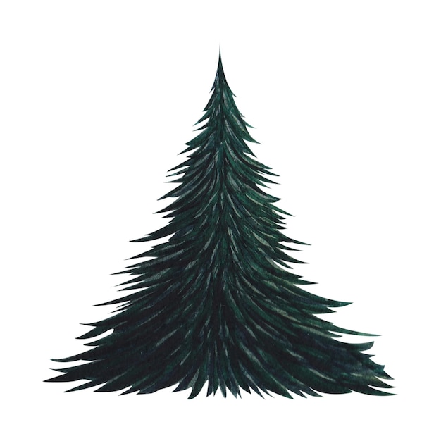 Abeto verde picea Acuarela ilustración aislada sobre un fondo blanco Dibujado a mano
