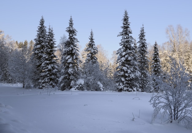 Abetos altos e afiados com galhos suspensos cobertos de neve clareira de neve da floresta de fadas do inverno