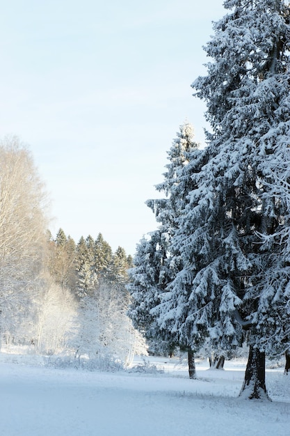 Foto abetos, árvores e arbustos cobertos de neve em um parque de inverno, paisagem de inverno