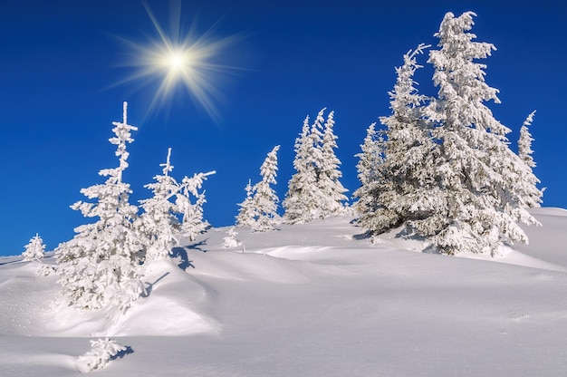 Abetos cobertos de neve em montanhas de inverno sob o céu azul