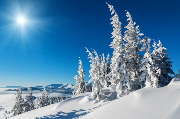 Abetos cobertos de neve em montanhas ensolaradas de inverno