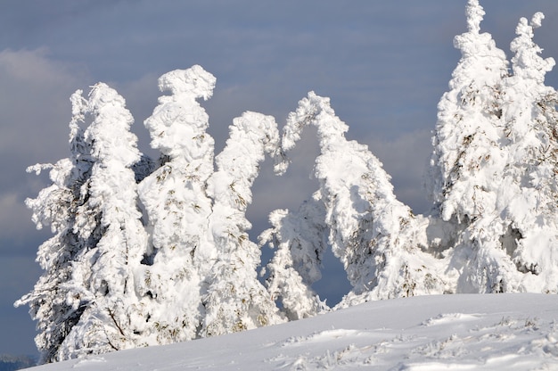 Abetos cobertos de neve, fundo de paisagem de inverno, céu nublado, vida selvagem