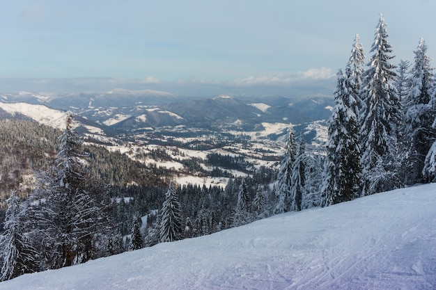 Abetos cobertos de neve no fundo das montanhas no inverno