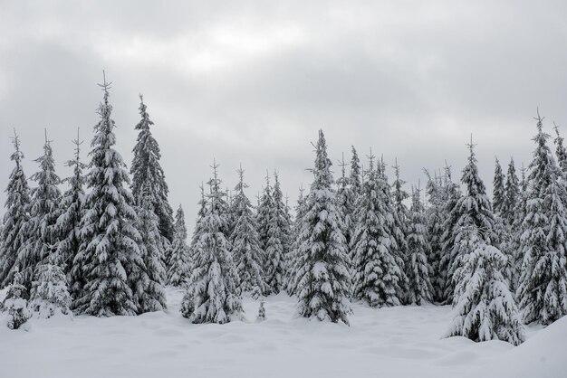 Abetos cobertos de neve no inverno