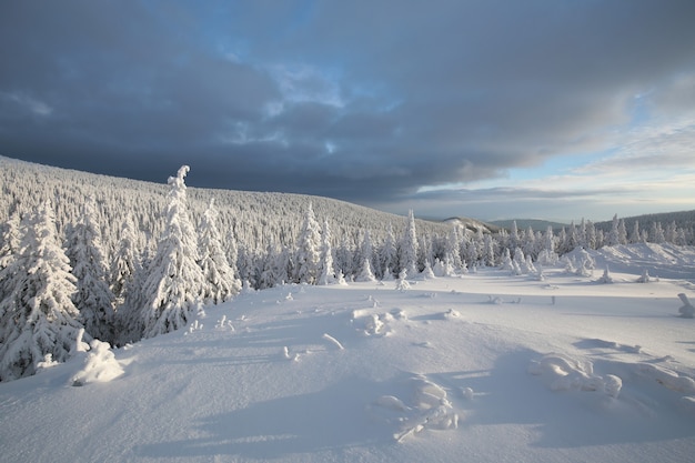 Abetos cobertos de neve no topo da montanha