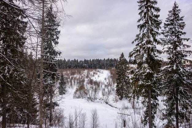 Abetos cubiertos de nieve en el bosque de invierno. Paisaje del frío invierno en Rusia.