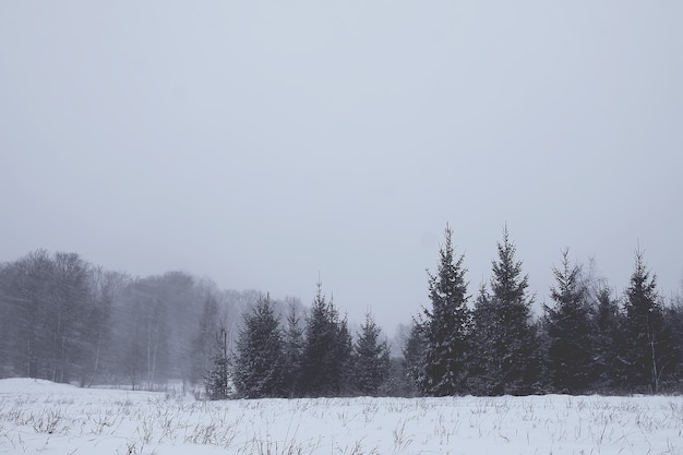 Abetos cubiertos de nieve en un día frío de invierno. Naturaleza estacional en Europa del Este.