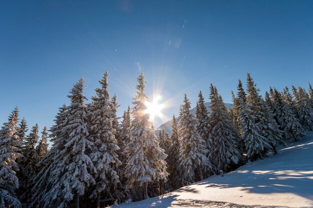 Abetos cubiertos de nieve y escarcha en la ladera de la montaña