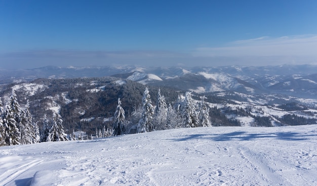 Abetos cubiertos de nieve en el fondo de las montañas en invierno