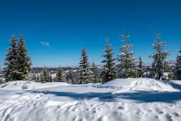 abetos cubiertos de nieve y helada en las montañas