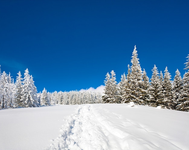 Abetos cubiertos de nieve de invierno en la ladera de la montaña en el cielo azul