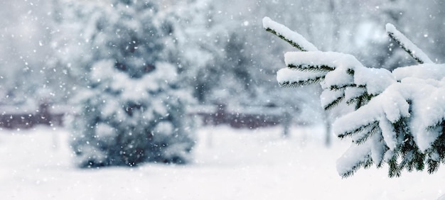 Abetos cubiertos de nieve en un parque de invierno durante una nevada