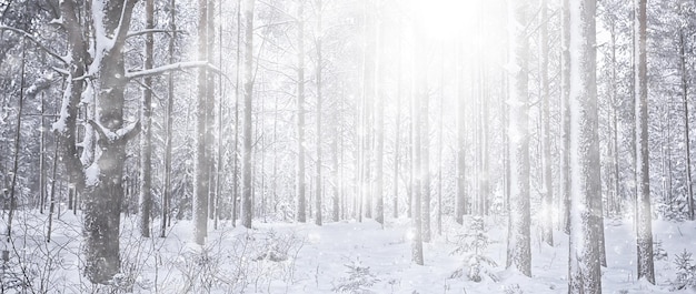 Abetos de inverno na paisagem da floresta com neve coberta em dezembro