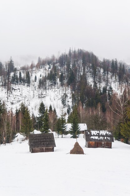 Abetos e casas de camponeses nas montanhas cobertas de neve, Cárpatos, Ucrânia