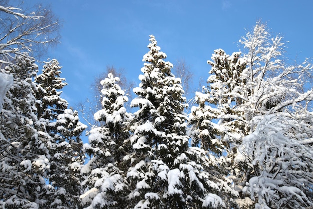 Abetos e pinheiros cobertos de neve contra o céu azul de inverno fundo da planta de inverno