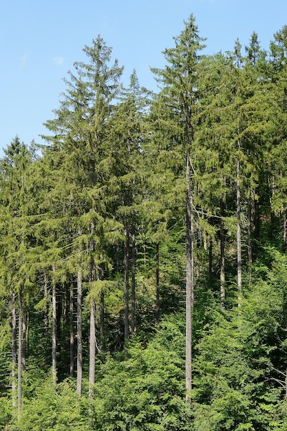 Abetos europeos o picea abies