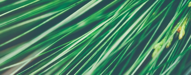 Abetos de hoja perenne como fondo de arte natural textura de pino verde como telón de fondo abstracto botánico vintage rama de abeto de bosque para diseño de vacaciones de marca de planta