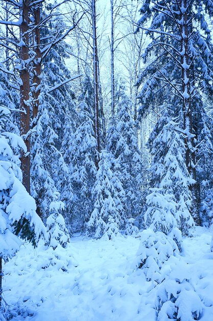 abetos de invierno en el paisaje forestal con nieve en diciembre