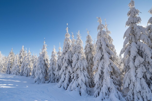 Abetos de invierno con rayos de sol Árboles cubiertos de nieve profunda