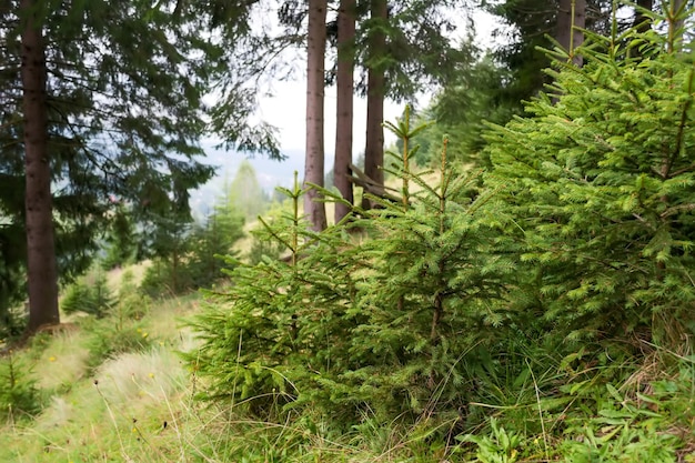 Abetos jovens na floresta Plantas pequenas