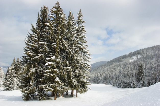 Abetos en la montaña de invierno