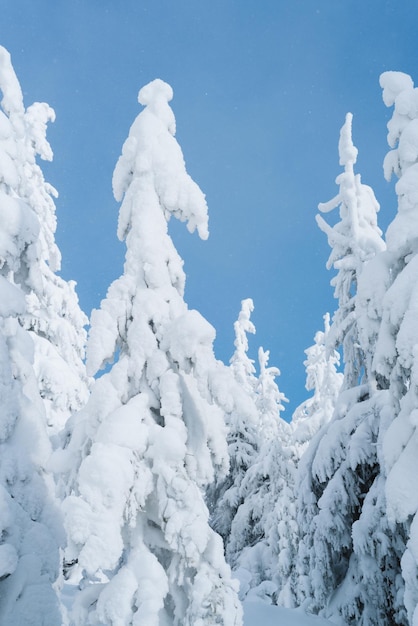 Abetos na neve no fundo do céu azul