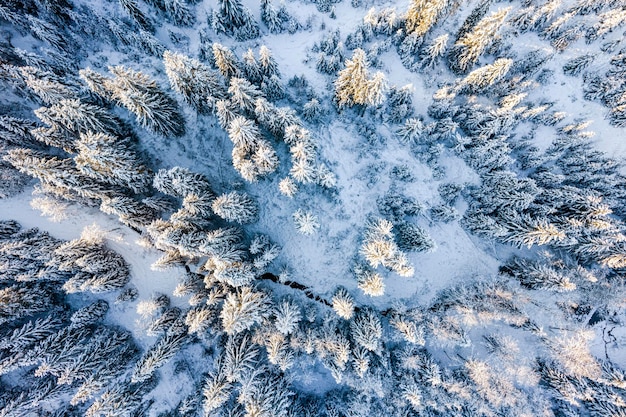 Abetos nevados en el bosque en el día soleado de invierno Vista de drones de arriba hacia abajo