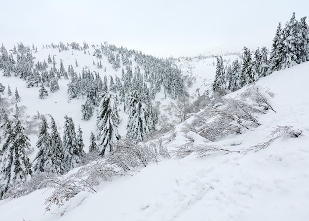 Abetos nevados en la colina del invierno en tiempo nublado (Cárpatos).