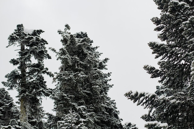 Abetos nevados cubiertos de escarcha y parados contra un cielo gris de invierno en la nieve