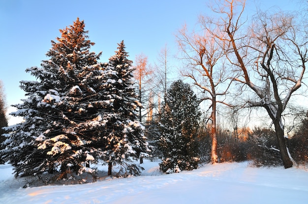 Los abetos nevados, espesos y esponjosos crecen entre el bosque de invierno en las colinas de una estación de esquí en el bosque. El concepto de naturaleza salvaje del norte y recreación invernal