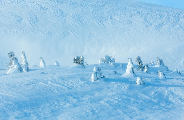 Abetos nevados gelados na colina da manhã de inverno (cárpatos).