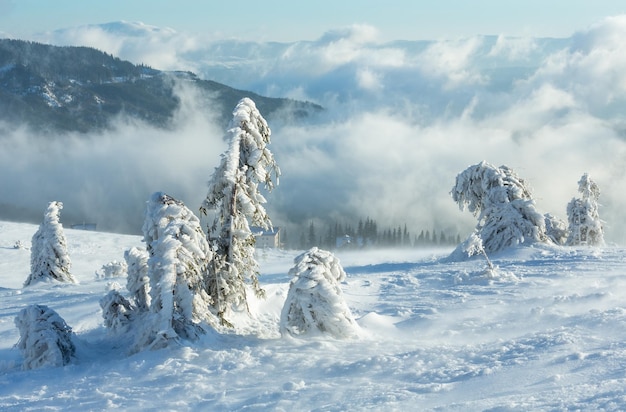 Abetos nevados gelados na encosta da montanha da manhã de inverno em tempo nublado.