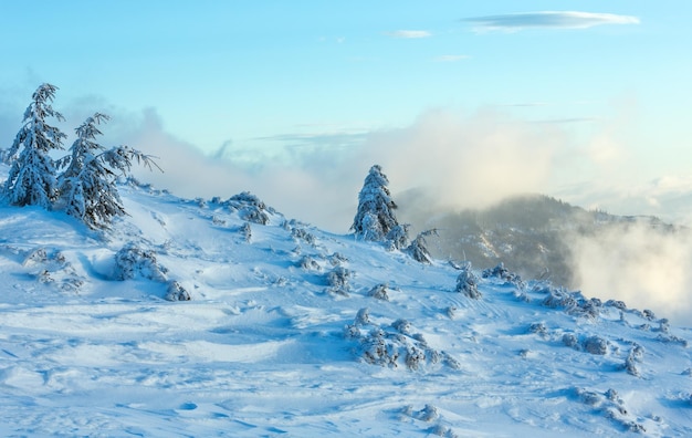 Abetos nevados helados en la colina de la mañana del invierno en tiempo nublado (Cárpatos).