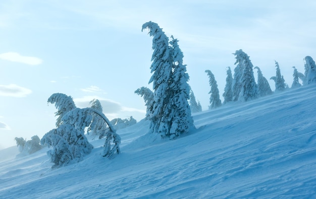Abetos nevados helados en la colina de la mañana de invierno en tiempo nublado.