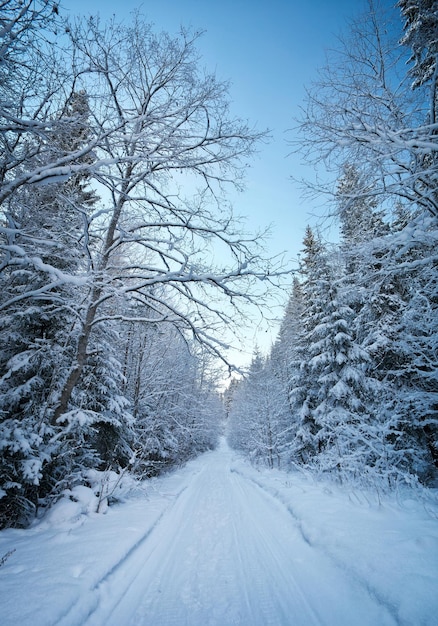 Abetos nevados junto al bosque blanco nevado en un día nublado después de la nevada Camino a través del bosque de invierno